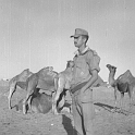 216ATN SMARA